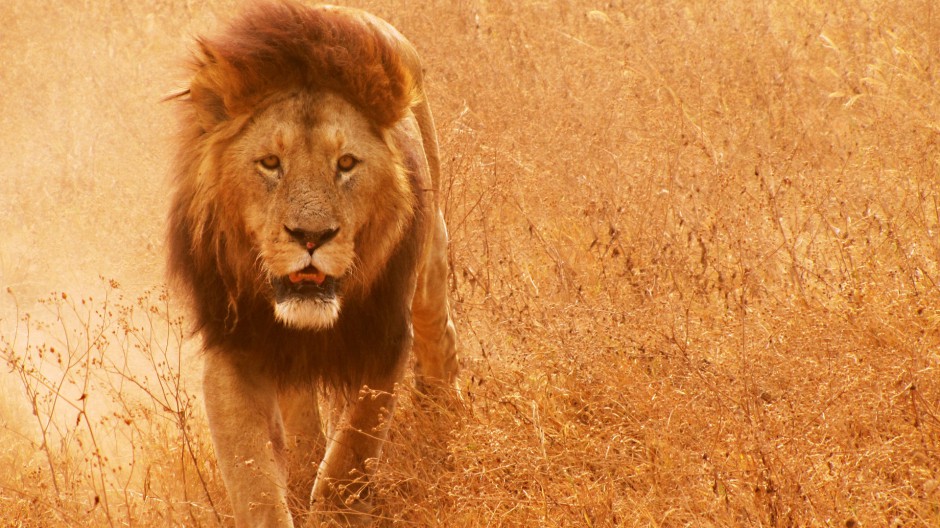 百兽之王非洲狮子高清摄影图片