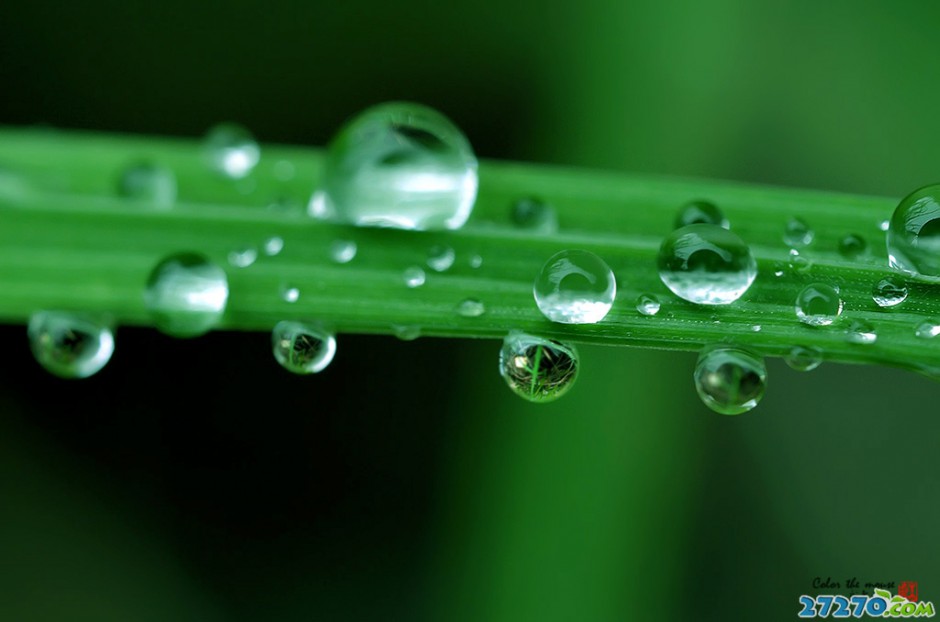 精美雨露高清摄影