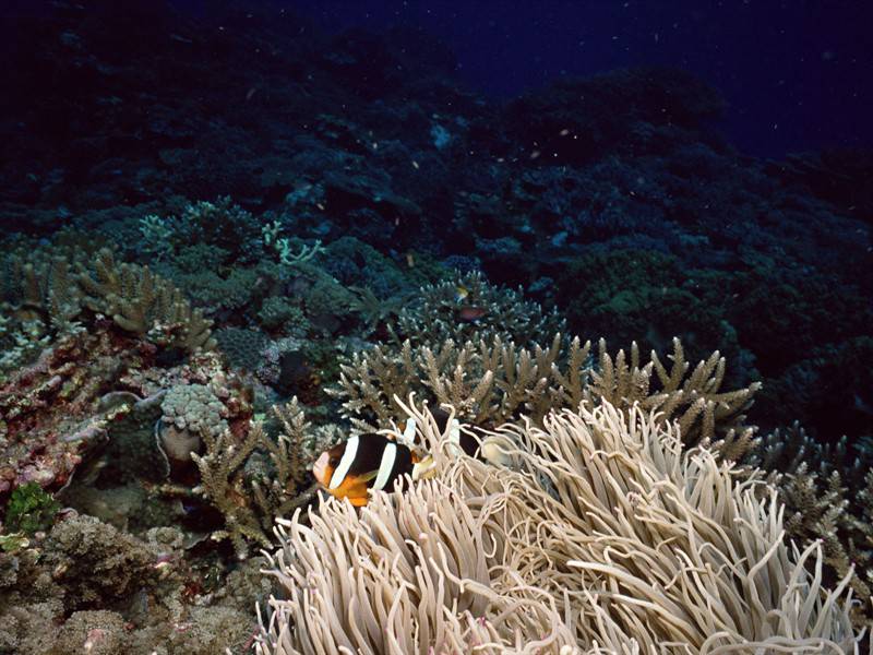 美丽石斑鱼海底世界海洋生物图片