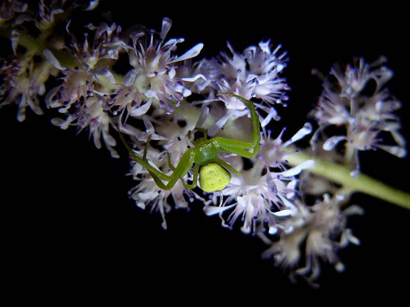 蜗牛蜻蜓昆虫高清组图