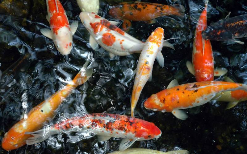 龙凤锦鲤鱼图片 象征富贵吉祥