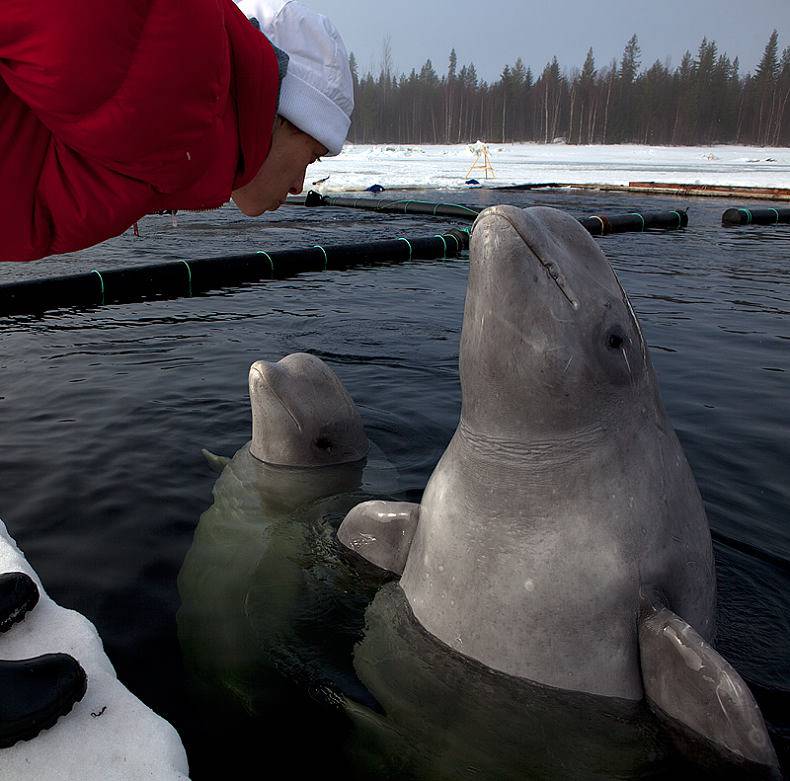 昔日冠军回归自然 俄美女冰下全裸戏白鲸