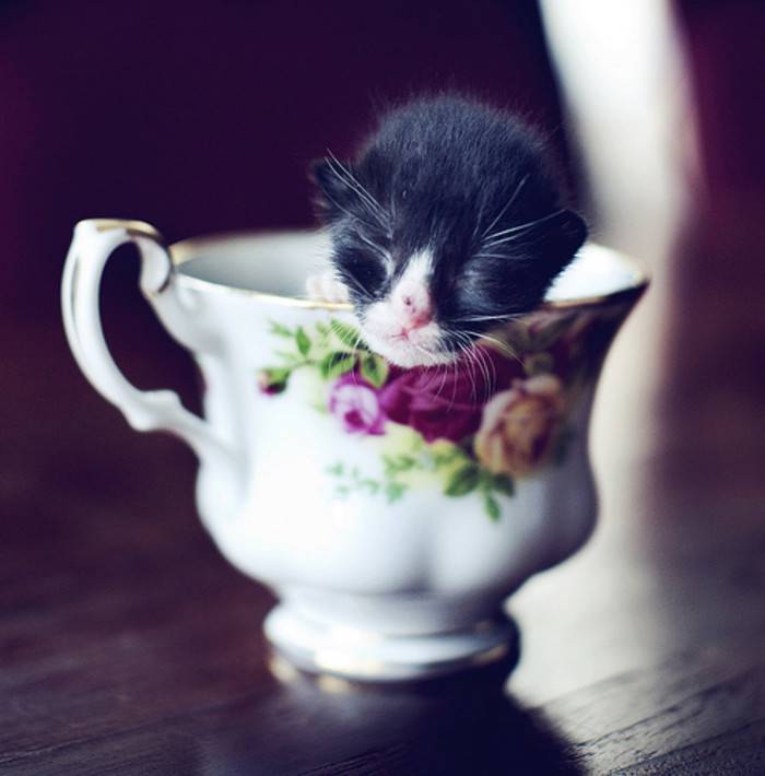 刚出生的茶杯猫睡觉图片