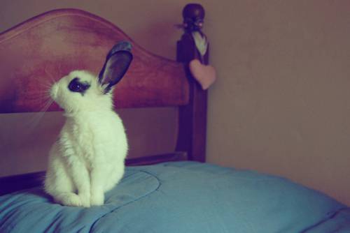 可爱淘气的小兔子图片