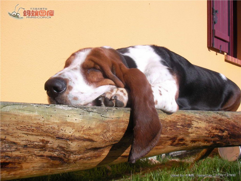 纯种巴吉度犬慵懒睡觉特写图片