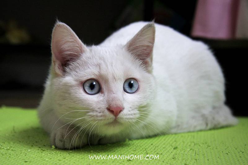 普通蓝眼白猫趴着的图片