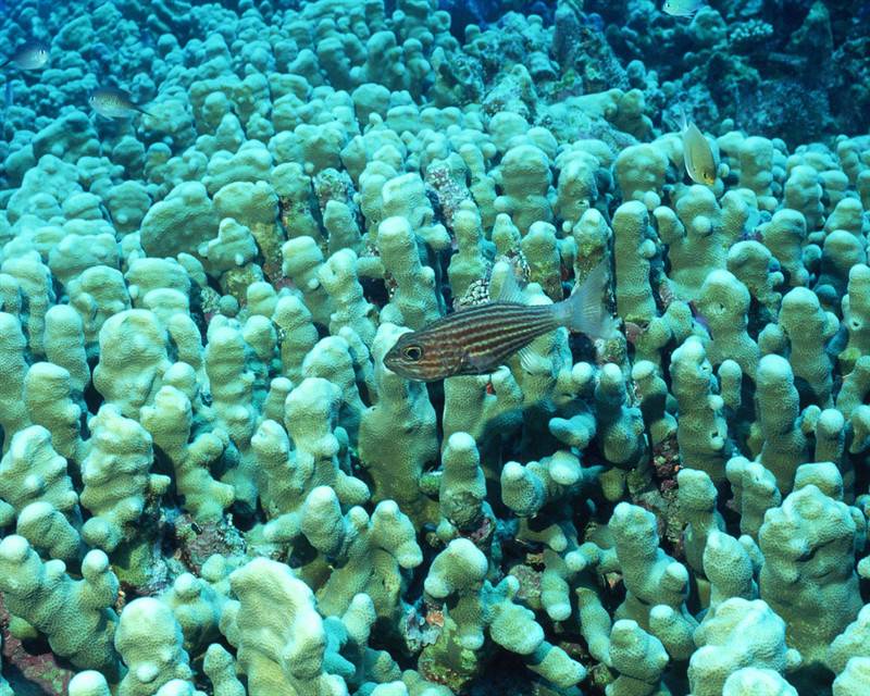 小丑鱼珊瑚海洋动植物图片