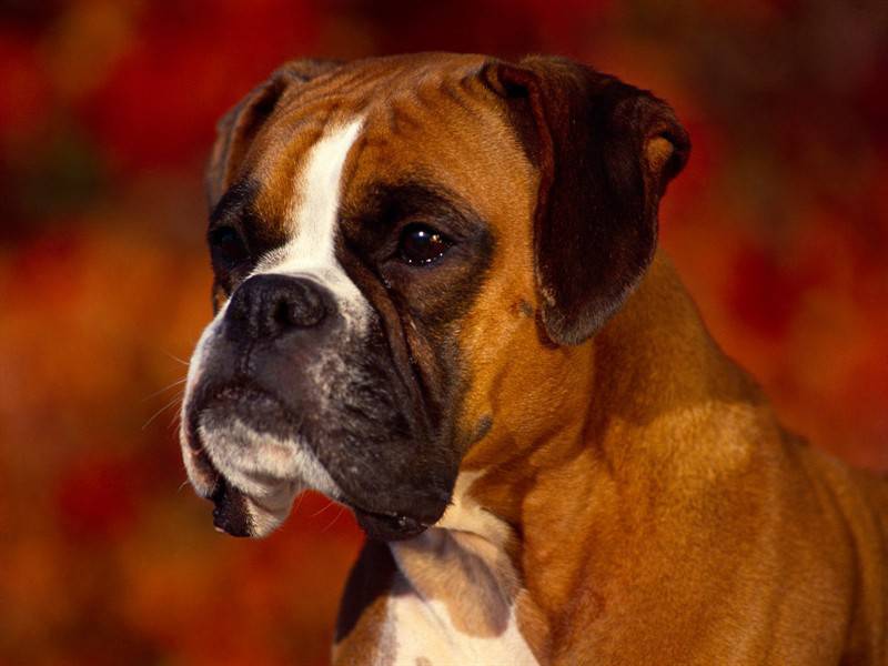 巴哥犬等中小型宠物狗图片合集