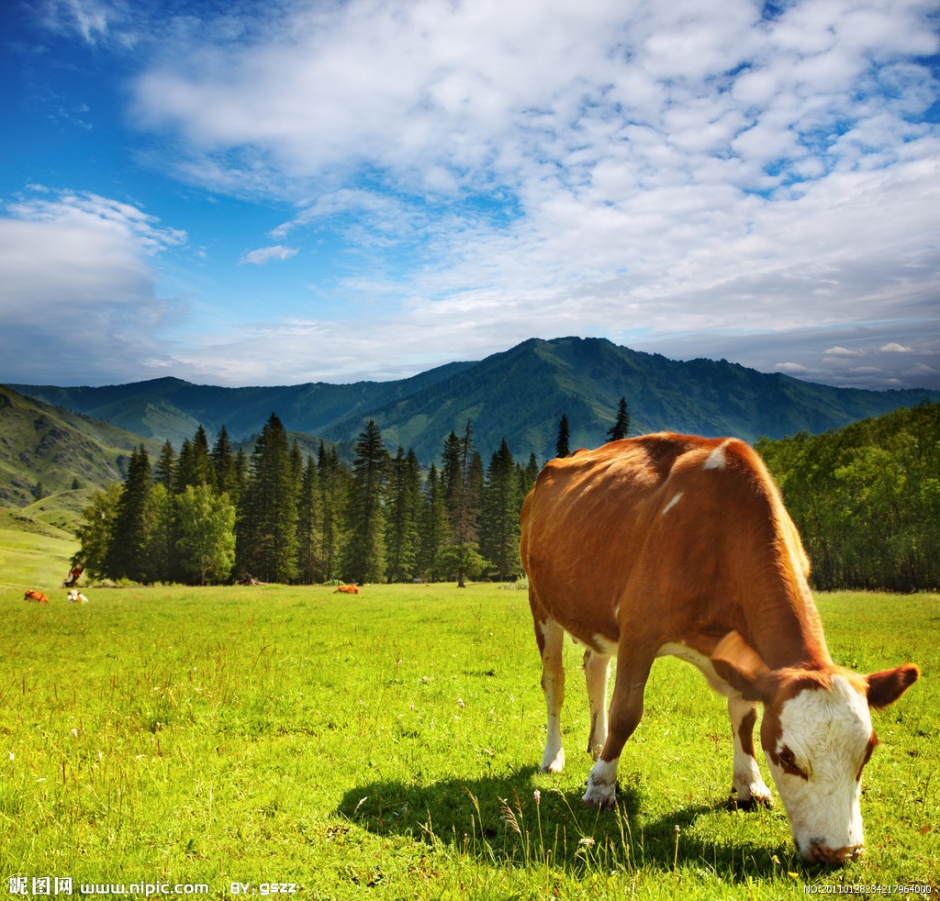 草地上自由休闲的荷兰奶牛图片欣赏