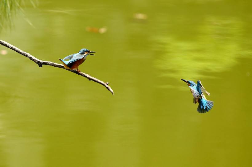 小翠鸟图片惬意池塘唯美风景特写