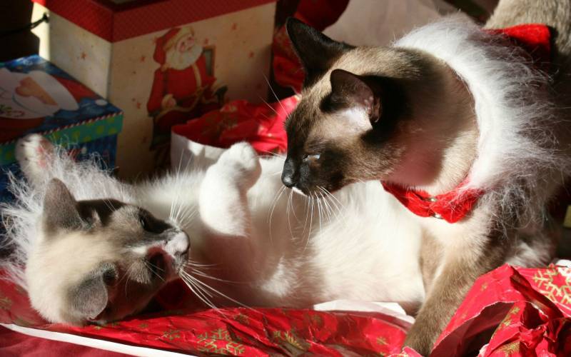 圣诞节装扮的猫咪高清图集