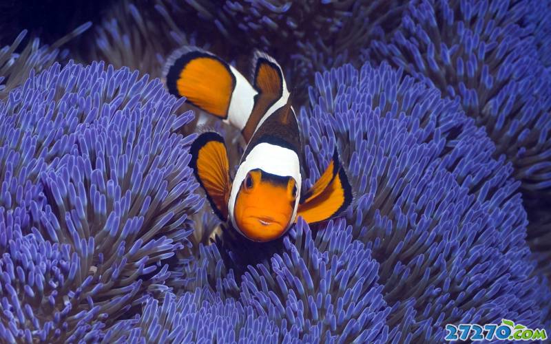 海底动物：热带鱼