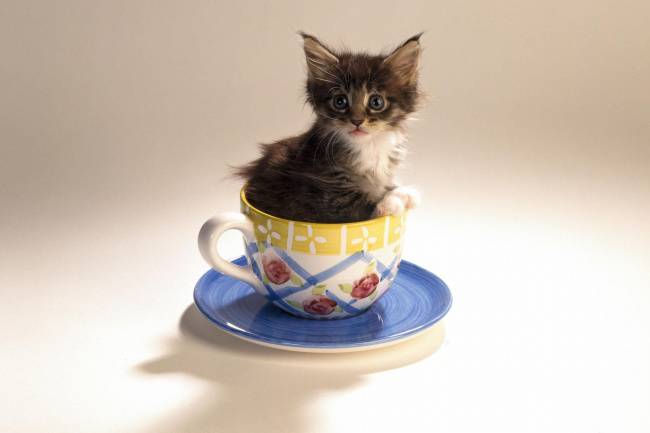最萌茶杯猫图片壁纸大全