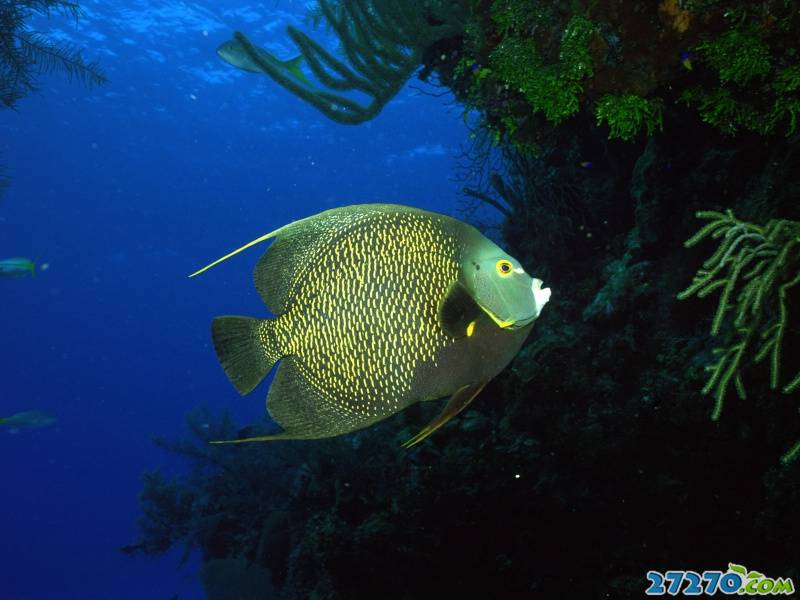 特写海底生物 海底的世界