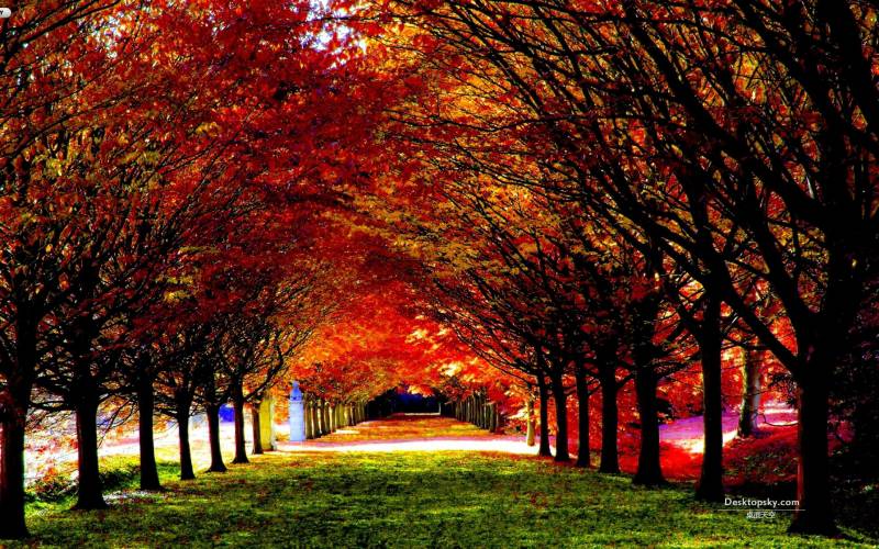 秋天的枫树林唯美风景图片