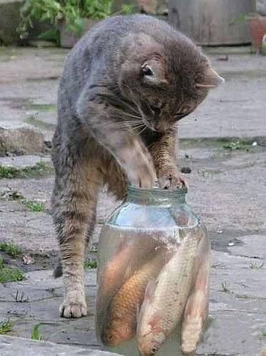 可爱搞笑猫咪图片之最讨厌的鱼罐头