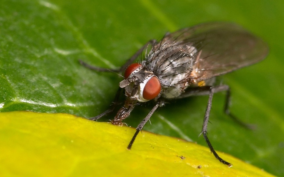 恋爱中的苍蝇精美图片