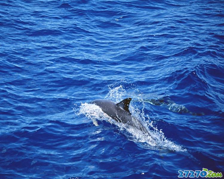 特写海洋生物 海豚