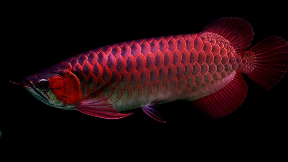 漂亮的红龙鱼鳞片发色图片