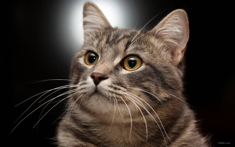 英国短毛银虎斑猫好奇表情图片