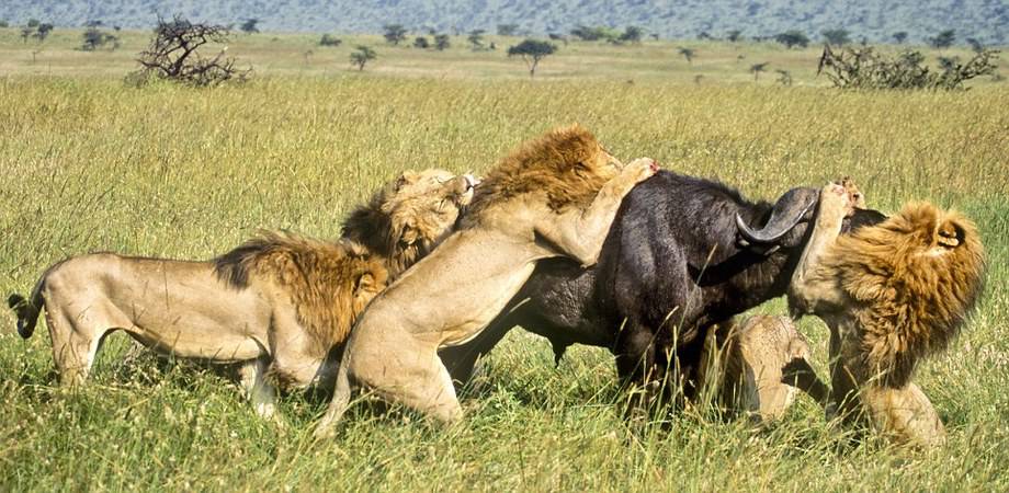 野生动物生死搏斗精彩瞬间：狮子群围攻河马