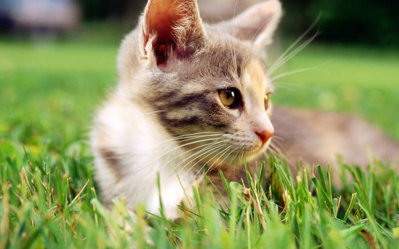 可爱猫咪草地玩耍桌面壁纸