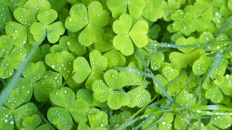 绿色护眼植物微距风景壁纸