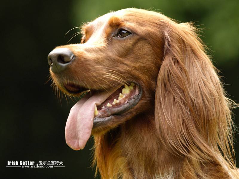 明星宠物狗爱尔兰塞特犬图片合集