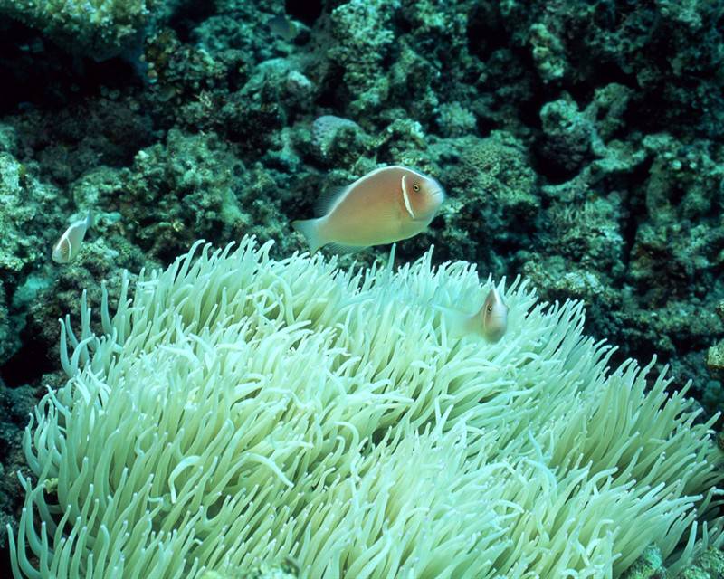 小丑鱼海葵海洋动物图片合集