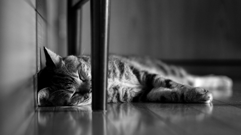 萌猫咪图片睡觉可爱素材