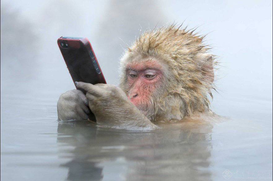 日本猴子边泡温泉边玩手机 动作销魂神情淡然