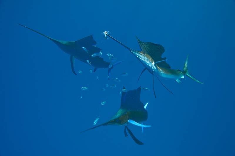 热带剑鱼海底捕食图片
