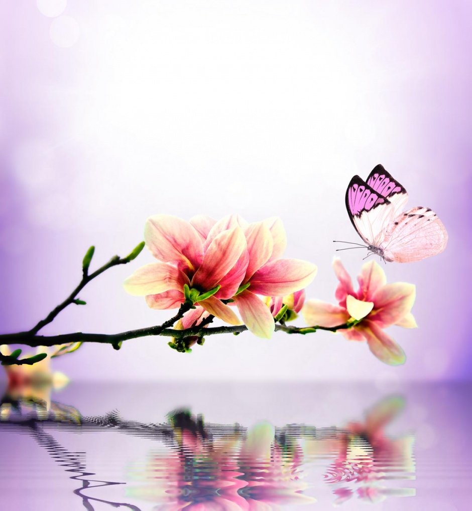 精选唯美漂亮的蝴蝶风景图片