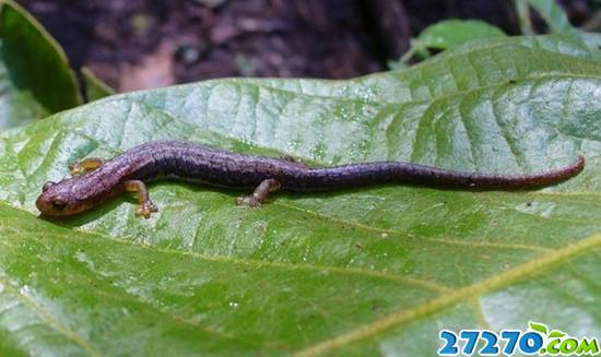 盘点十大两栖生物 新物种艳丽蹼足火蜥蜴