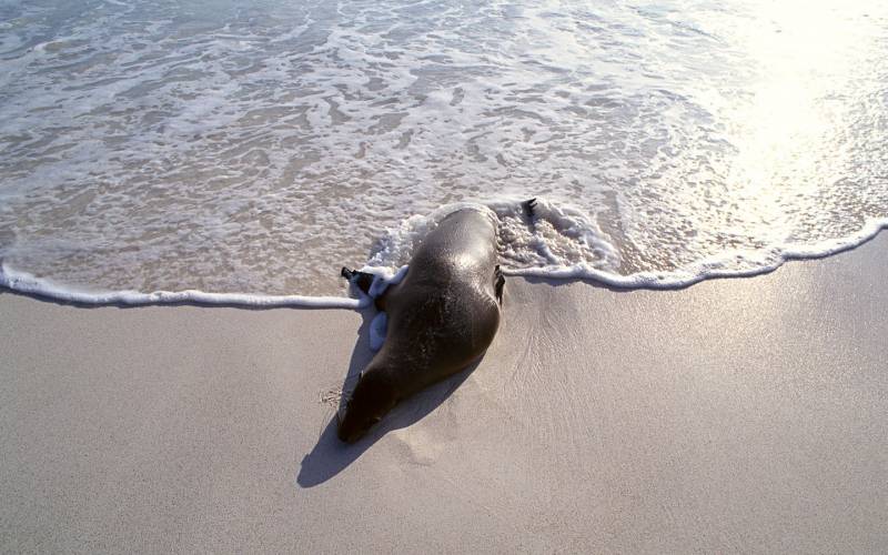海洋生物海狮精美可爱写真图