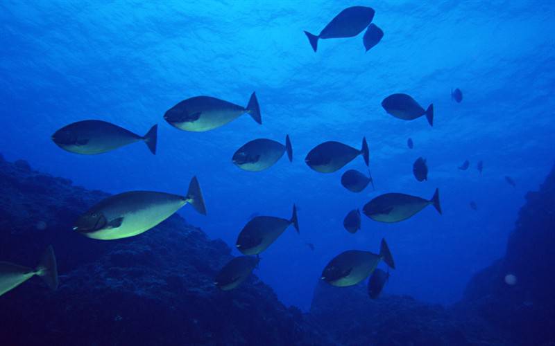 海底世界鱼群游动图片