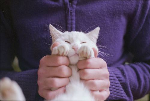 可爱猫咪居家呆萌生活照