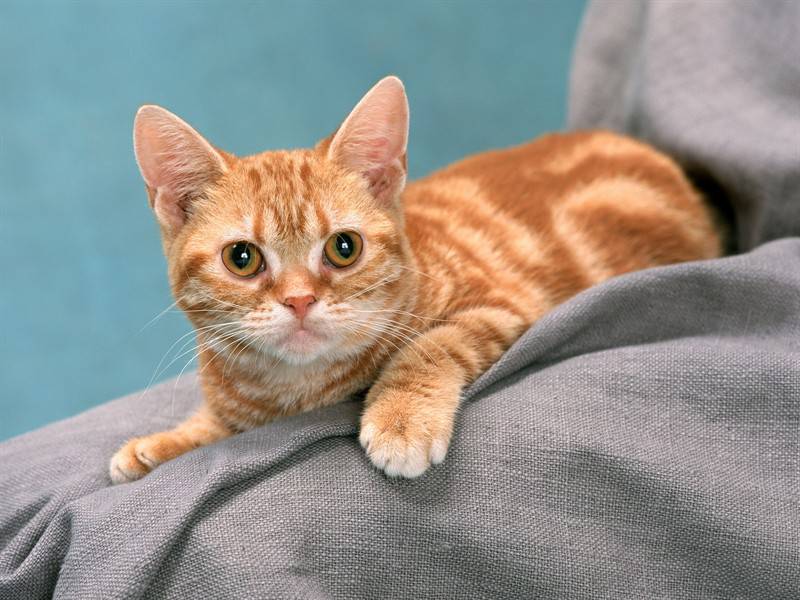 小猫咪高清动物图片合集