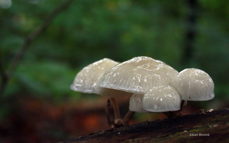 高清摄影小植物蘑菇