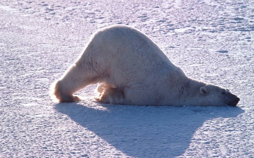 北极熊有趣生活场景：笨重身体溅起巨大水花