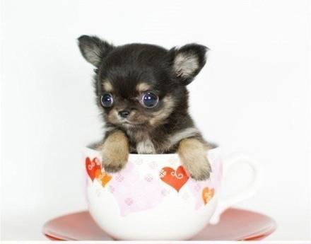 最萌茶杯犬图片