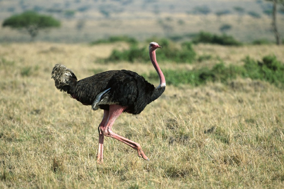 健壮高大的非洲鸵鸟图片