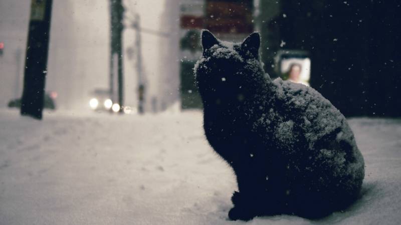 带有神秘气息的小黑猫高清动物壁纸
