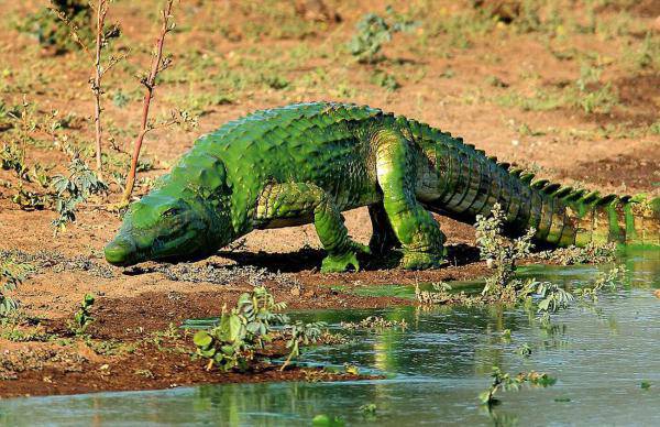 水藻覆盖 南非鳄鱼变身 “绿巨人”