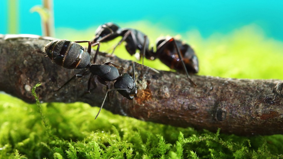 常见昆虫蚂蚁微距摄影图片