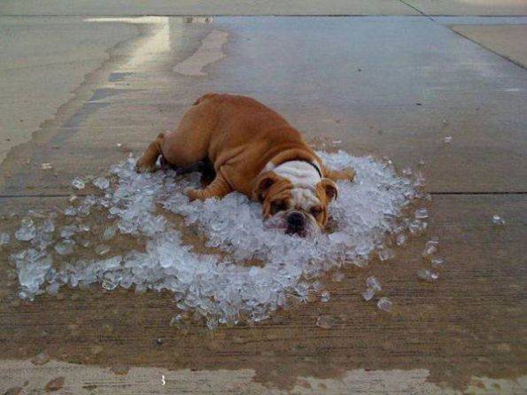 炎炎夏日给狗狗降温的最好办法