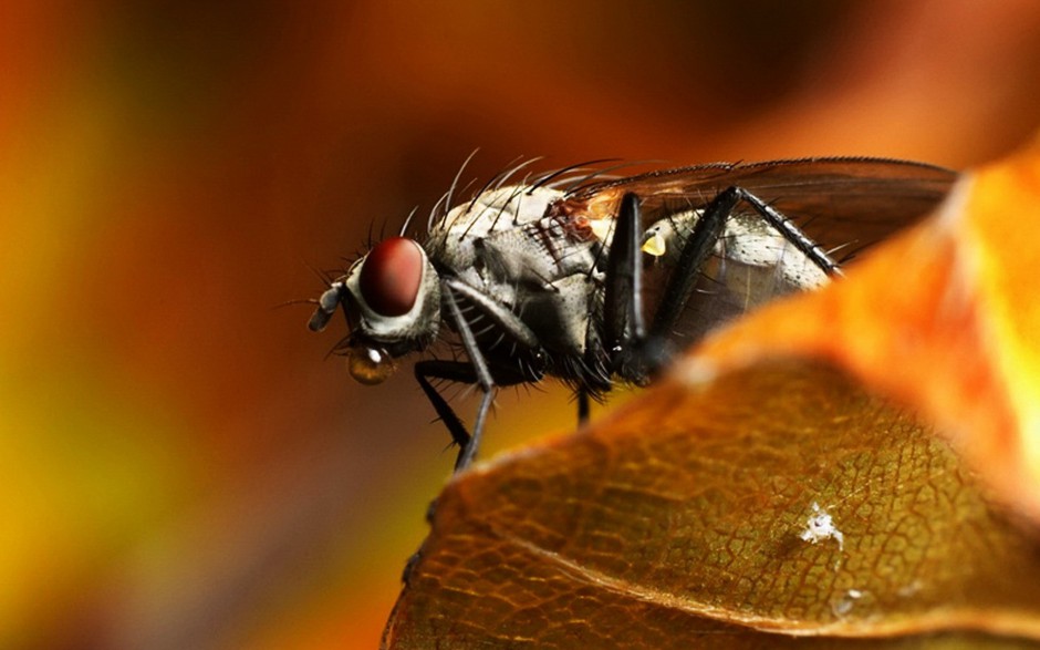 恋爱中的苍蝇精美图片