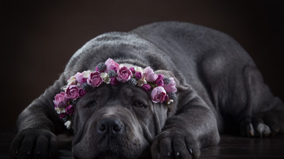 卡斯罗犬标准忧郁眼神图片