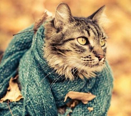 可爱猫咪冬日围巾温馨图片秀