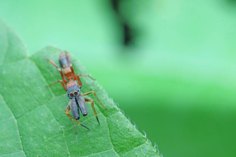 夏天的昆虫图片微距摄影作品